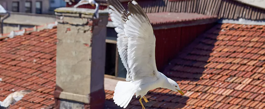 Residential Chimney Animal Removal Solution in Safety Harbor, FL